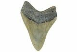 Serrated, Fossil Megalodon Tooth - North Carolina #295087-1